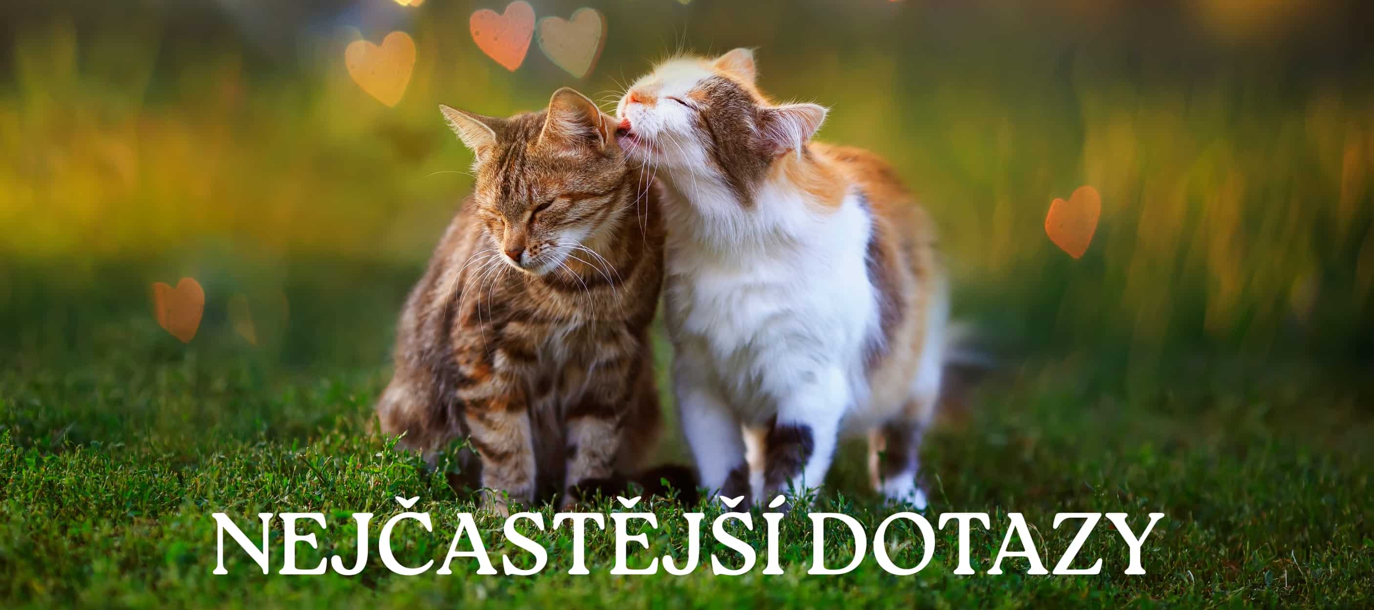 freecompress-NEJČASTĚJŠÍ DOTAZY (1)